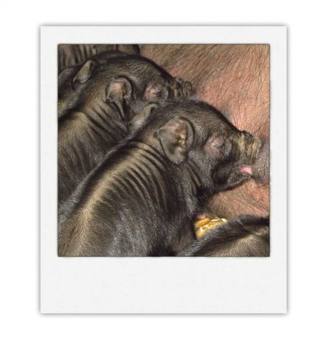 The Joys of Raising Heritage Pigs